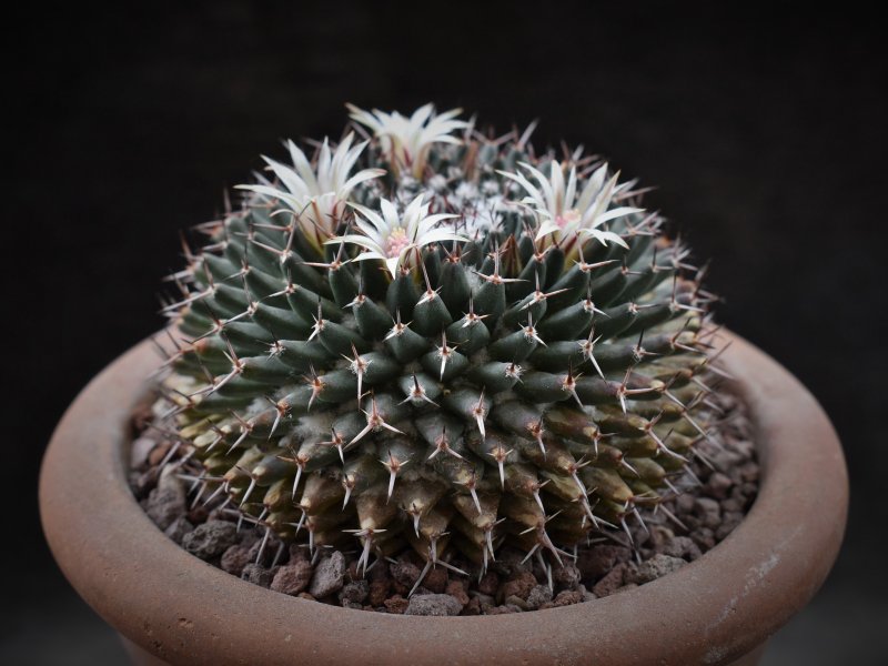 Mammillaria lloydii K 068