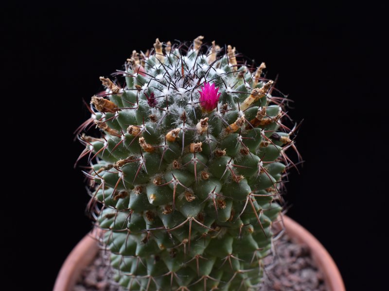 Mammillaria xochipilli WH 96