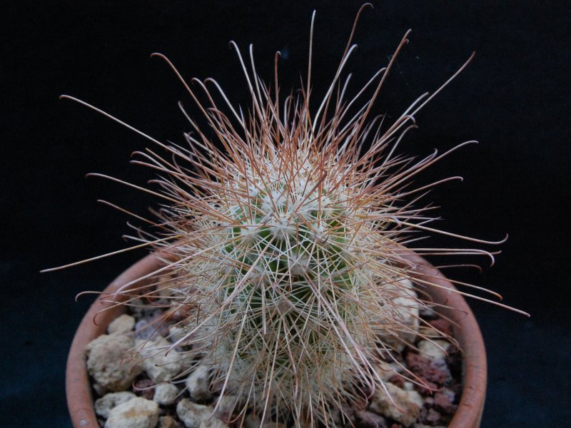 Mammillaria pondii 