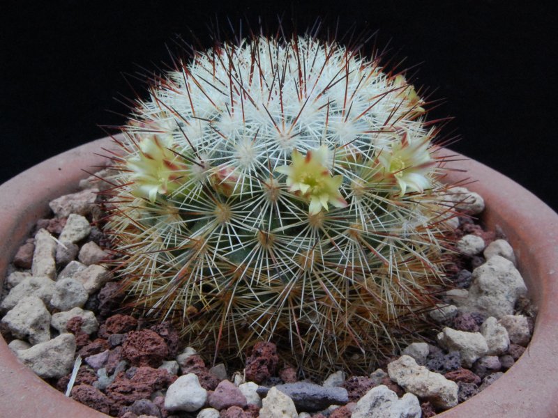 Mammillaria densispina LAU 1047