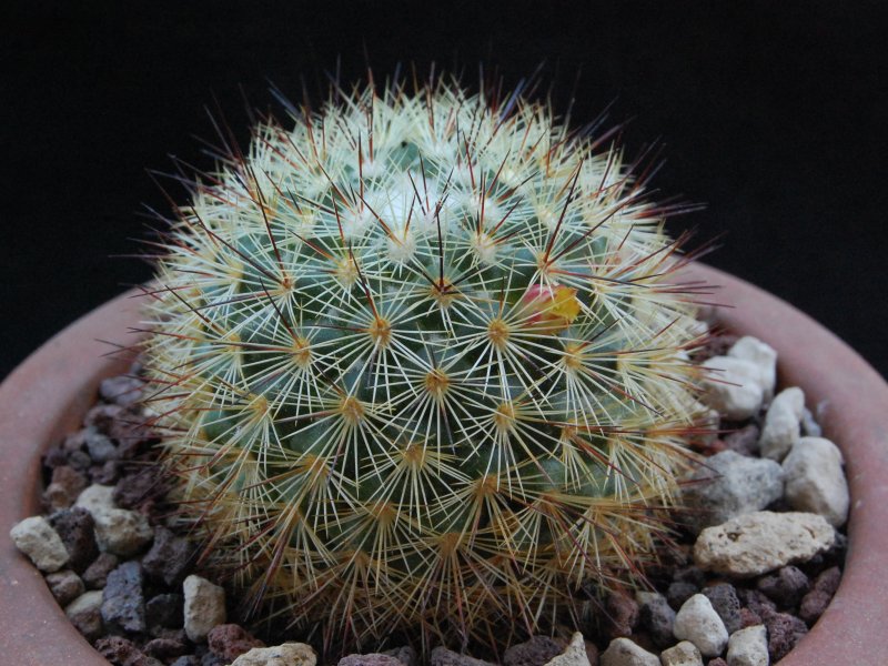 Mammillaria densispina LAU 1047