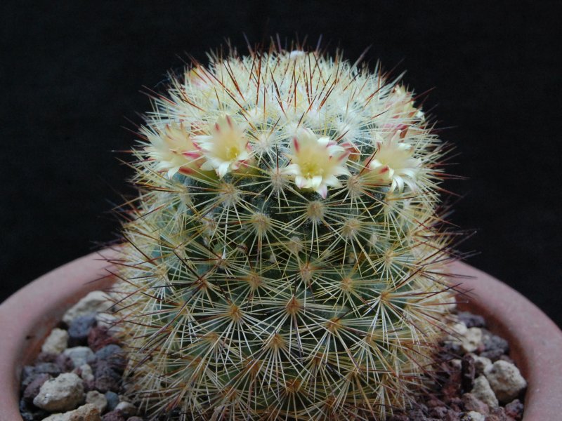 Mammillaria densispina LAU 1047