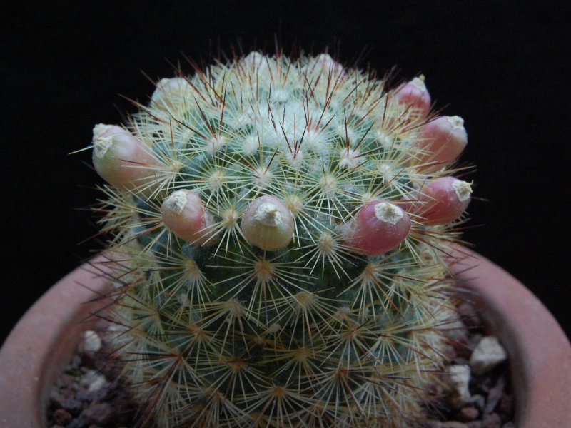 Mammillaria densispina LAU 1047