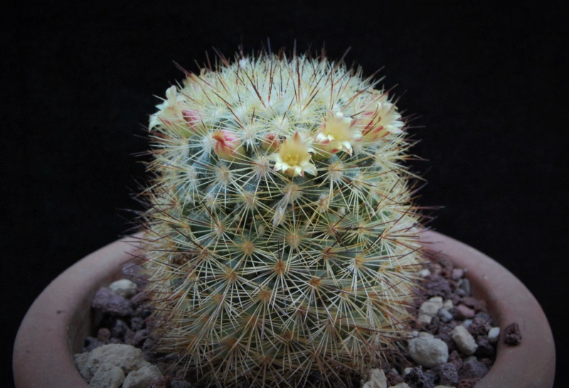 Mammillaria densispina LAU 1047