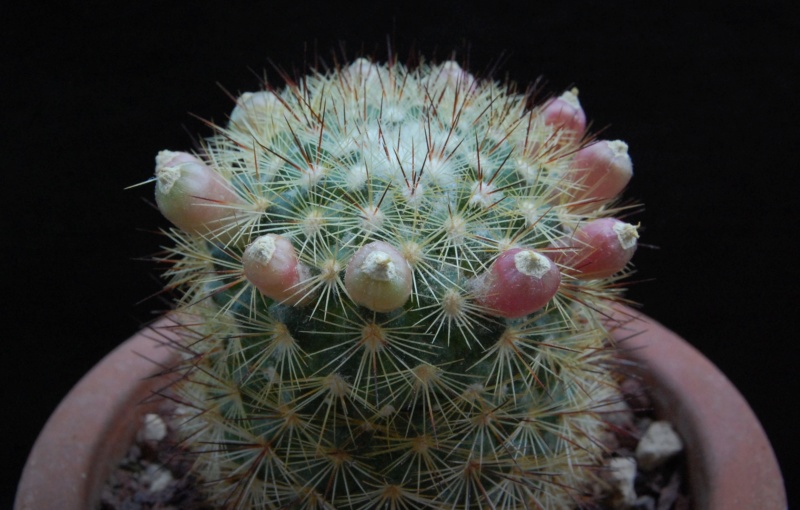 Mammillaria densispina LAU 1047