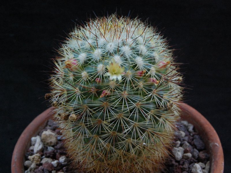 Mammillaria densispina ROG 506