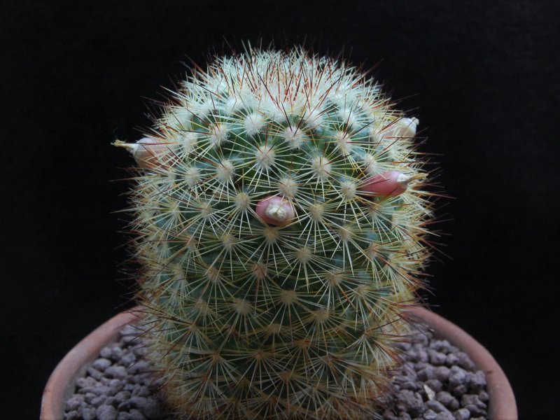 Mammillaria densispina ROG 506