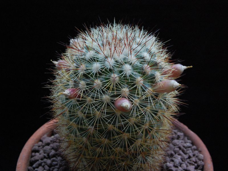 Mammillaria densispina ROG 506