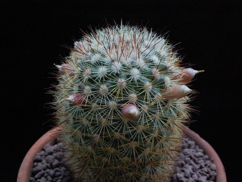 Mammillaria densispina ROG 506