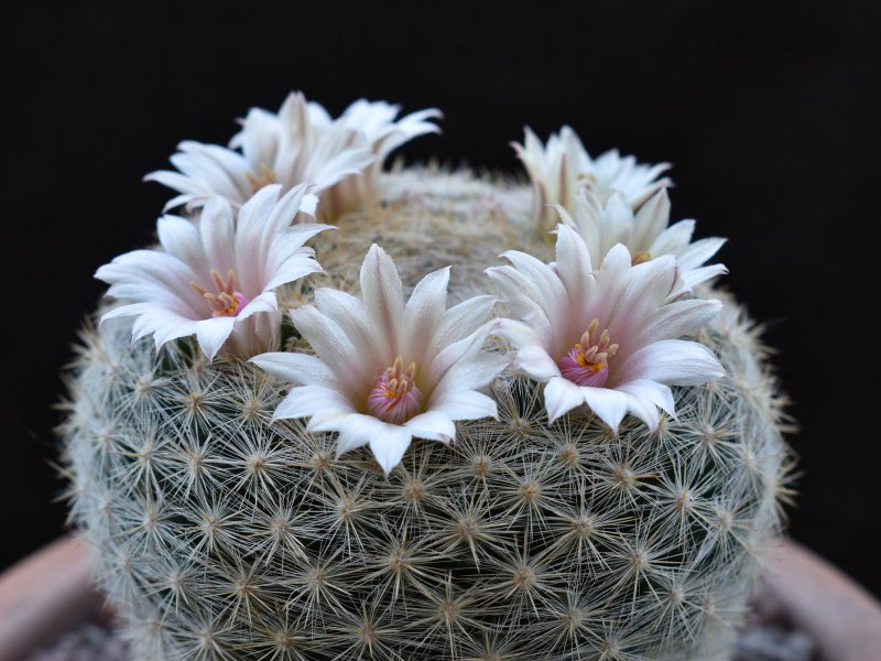 Mammillaria aff. candida SB 827