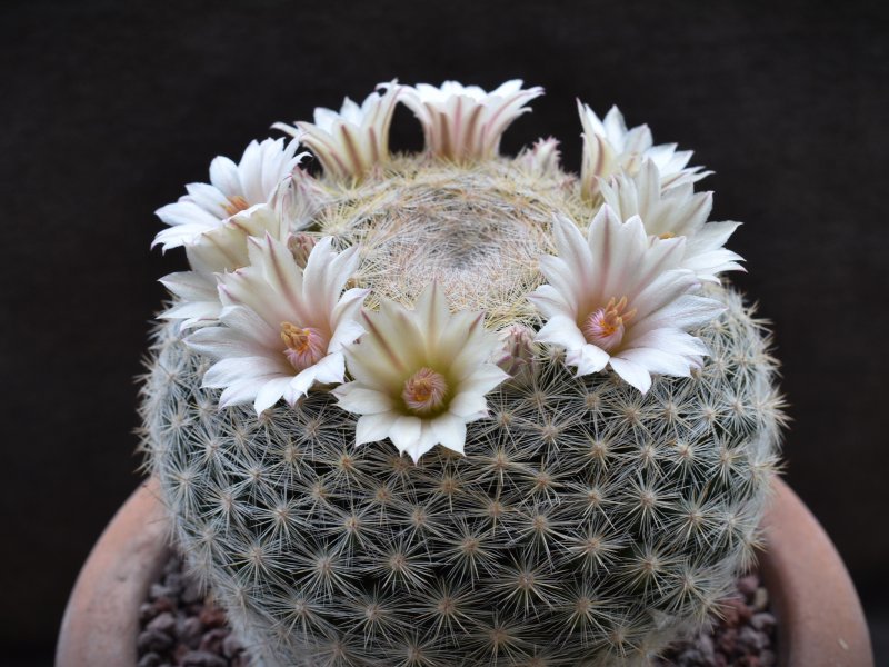 Mammillaria aff. candida SB 827