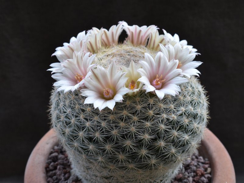 mammillaria aff. candida