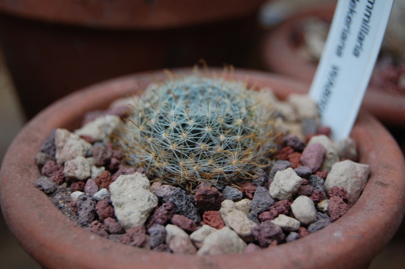 Mammillaria boedekeriana 