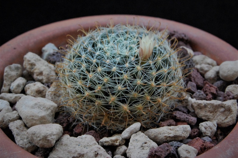 Mammillaria boedekeriana 