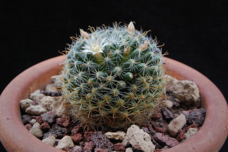 Mammillaria boedekeriana 