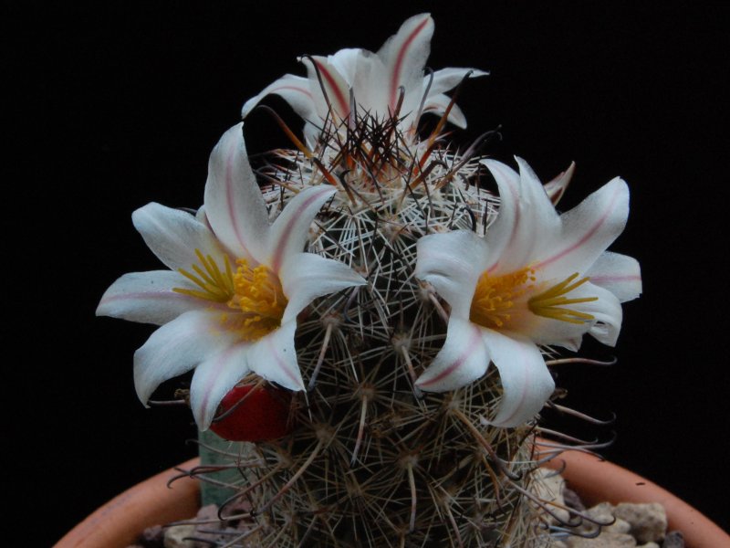 Mammillaria hutchisoniana SB 1250