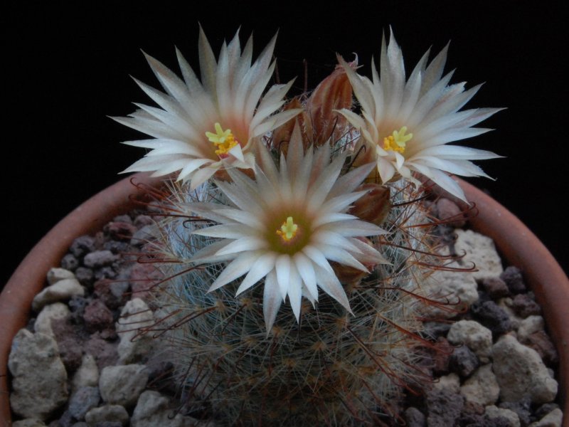 Mammillaria barbata 