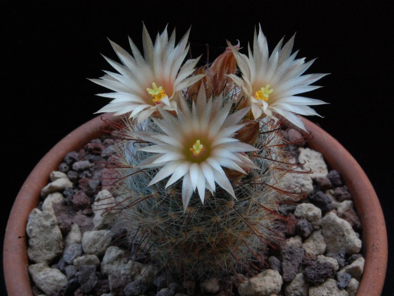 Mammillaria barbata 