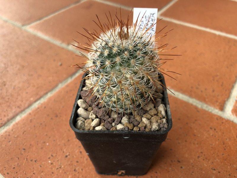 Mammillaria dixanthocentron ssp. flavicentra 