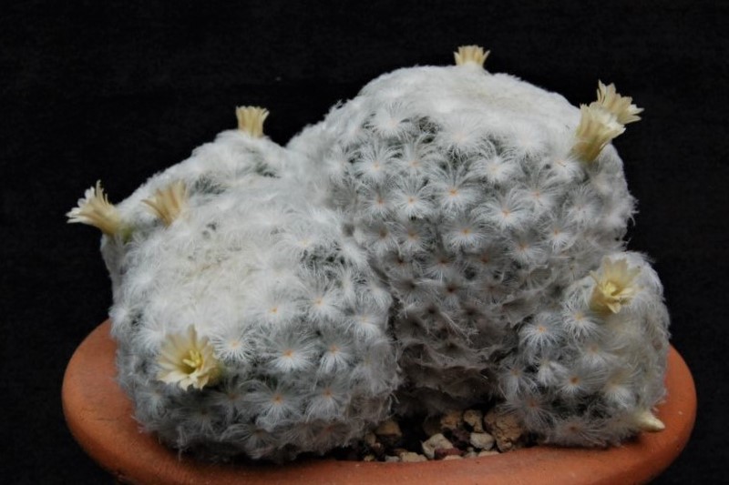 Mammillaria plumosa SB 327