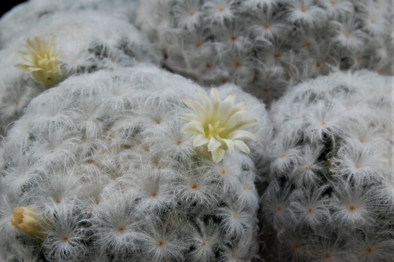 Mammillaria plumosa SB 327