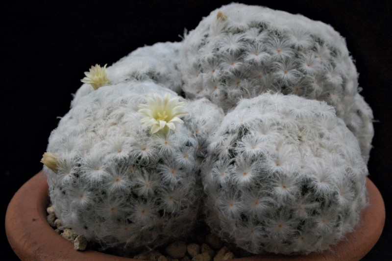 Mammillaria plumosa SB 327