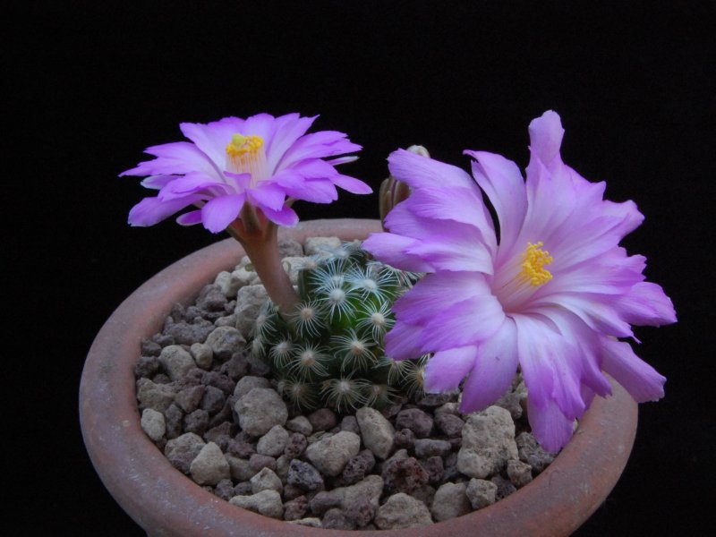 Mammillaria saboae ssp. roczekii 