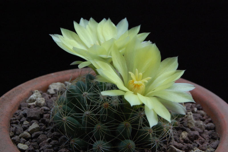 Mammillaria sphaerica SB 857