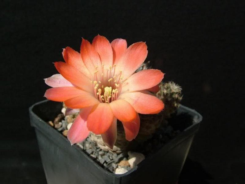 Rebutia pygmaea KK972
