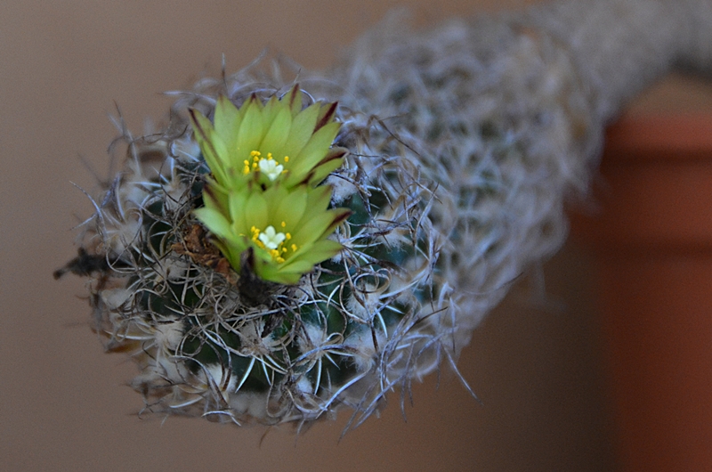 Turbinicarpus krainzianus v. minimus 