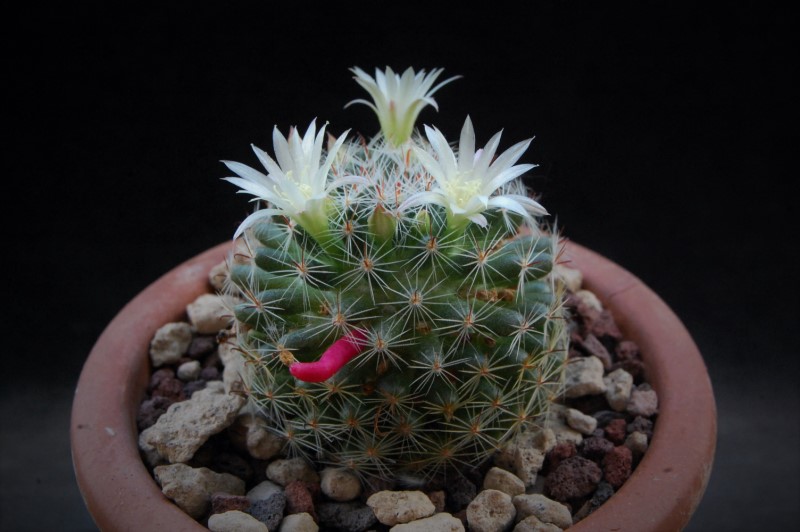 Mammillaria tezontle ML 690