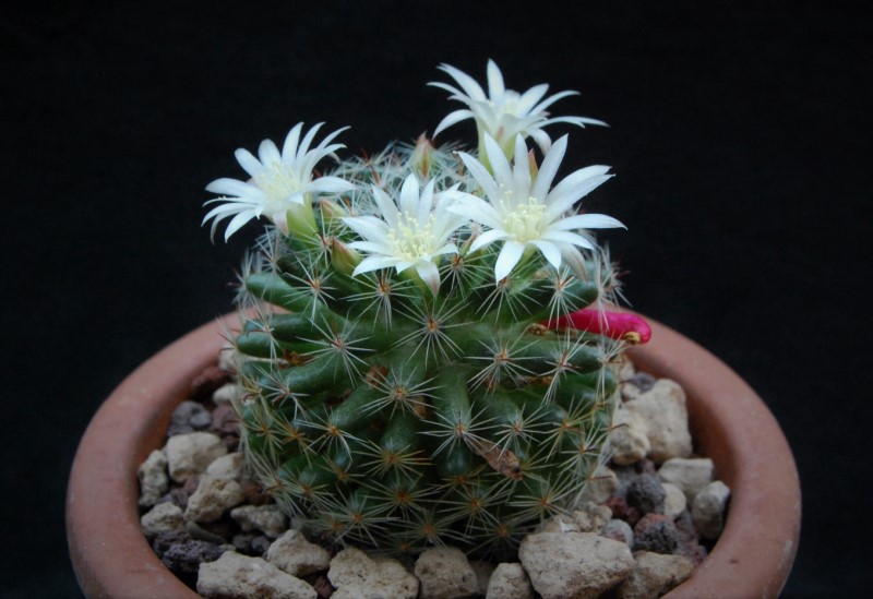 Mammillaria tezontle ML 690