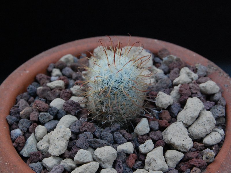 Mammillaria perezbomba GCG 10857