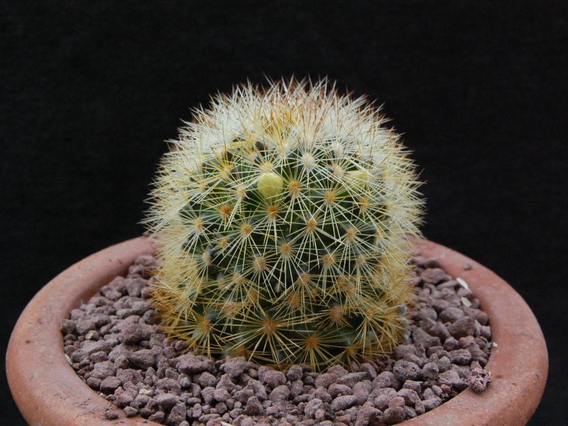 Mammillaria densispina GCG 1212