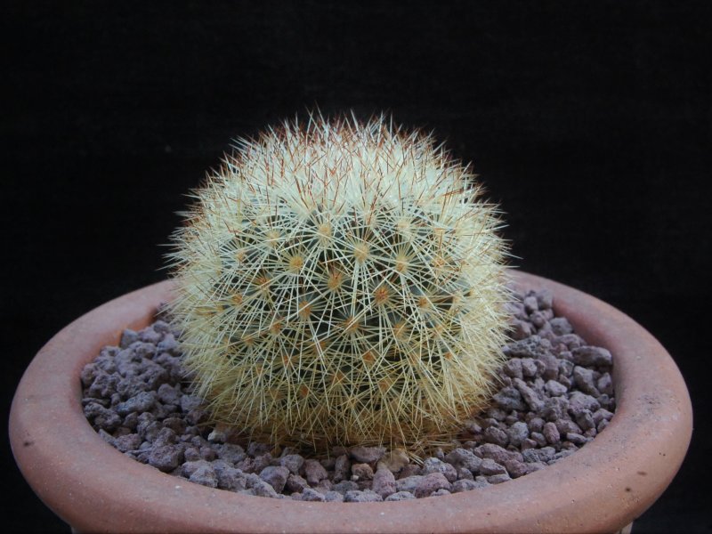 Mammillaria densispina GCG 1212