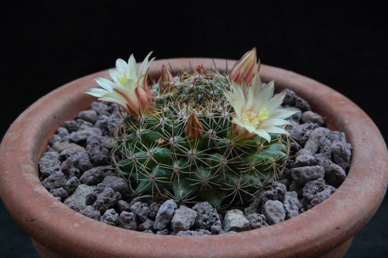 Mammillaria brandegeei ssp. glareosa 