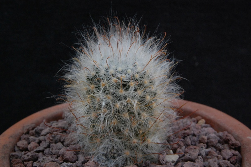 Mammillaria guelzowiana SB 1160