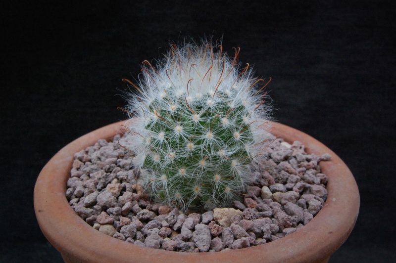 Mammillaria guelzowiana SB 1160