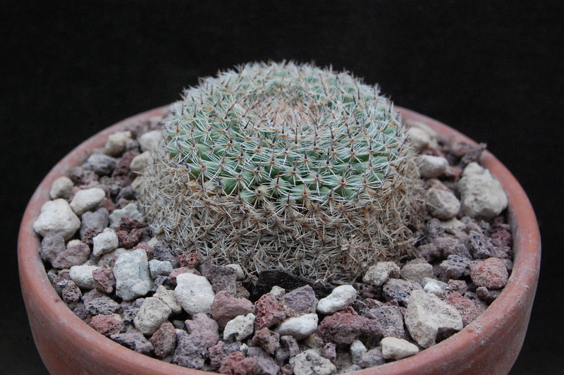 Mammillaria formosa ssp. microthele Z 125