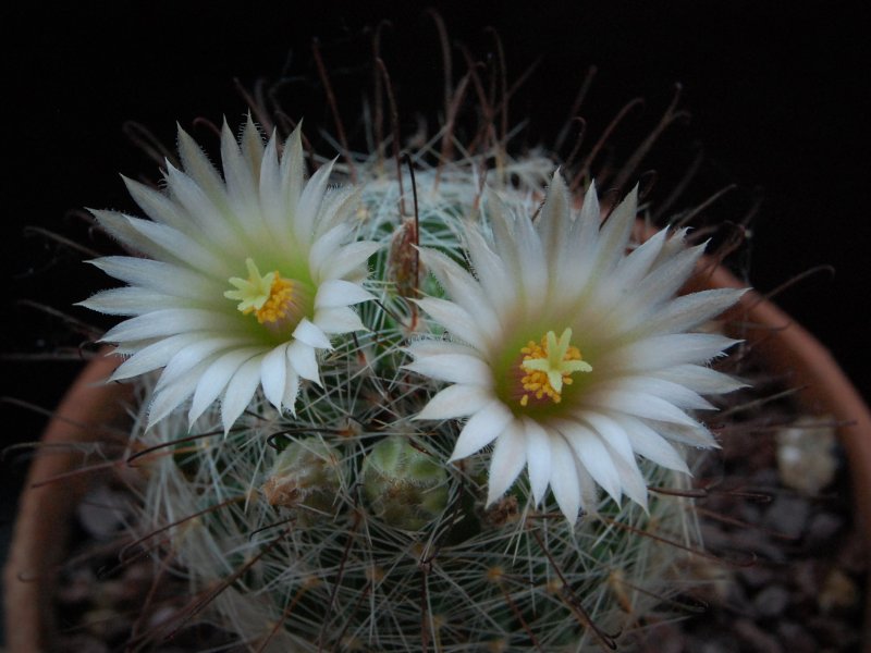 Mammillaria meridiorosei SB 1823