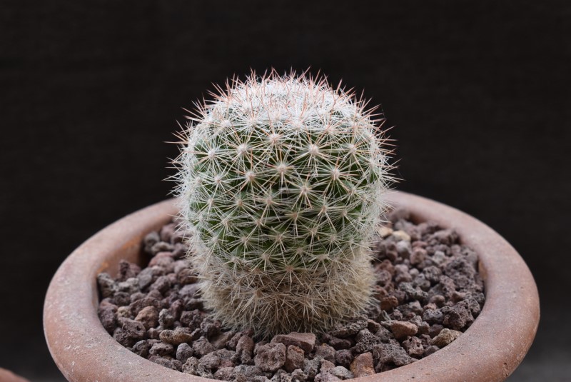 Mammillaria candida BZ 37