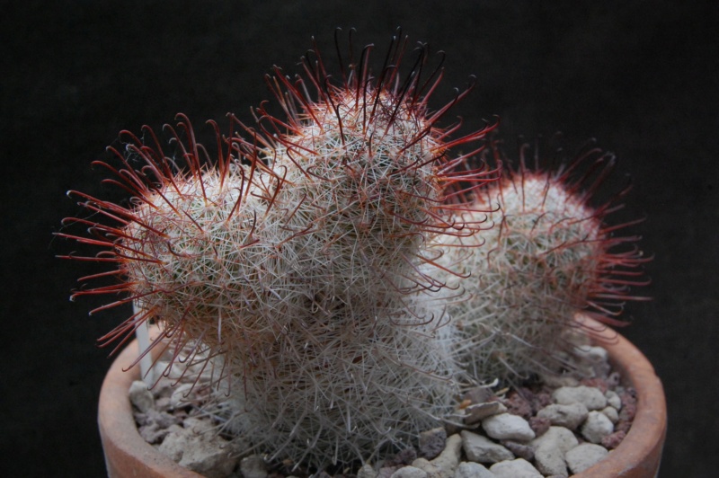 Mammillaria microcarpa SB 147