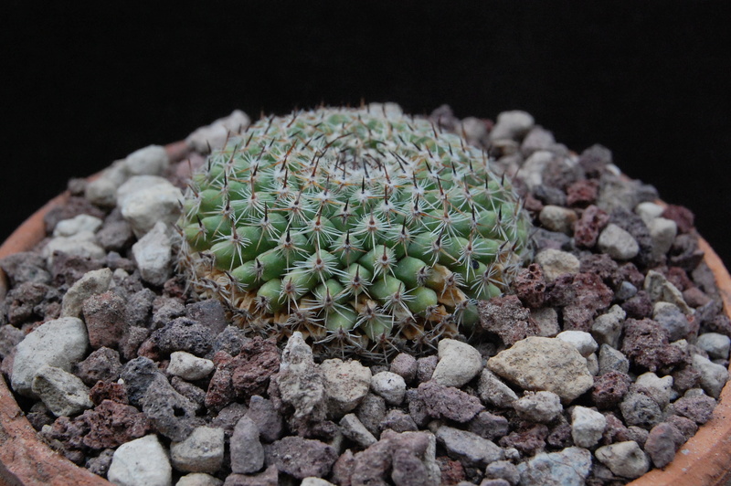 Mammillaria aff. formosa Z 129