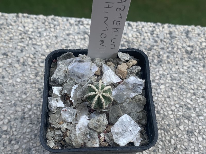 Aztekium hintonii 