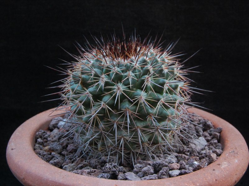 Mammillaria bocensis v. movasana REP 829