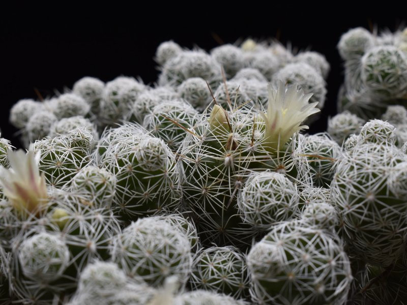 Mammillaria vetula ssp. gracilis 