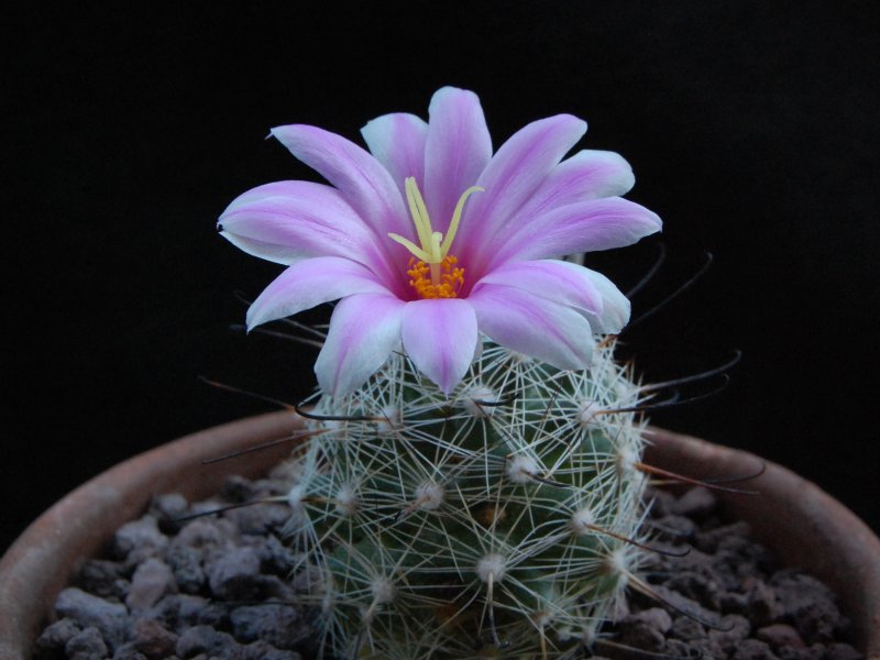 Mammillaria aff. boolii SB 1659