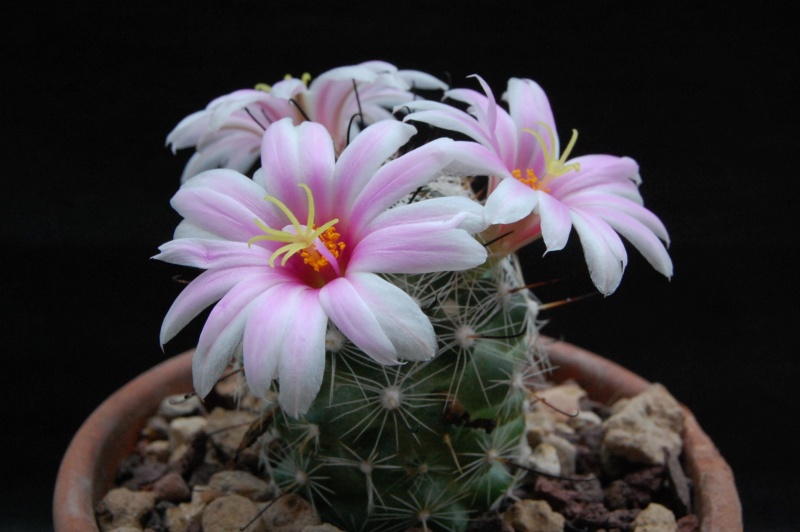 Mammillaria aff. boolii SB 1659