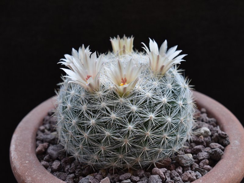 Mammillaria candida BZ 10