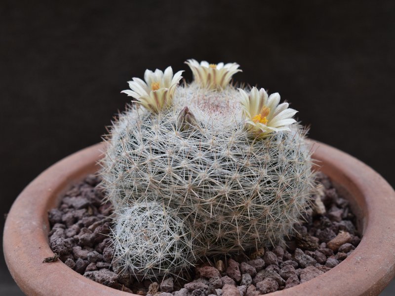 Mammillaria candida BZ 10